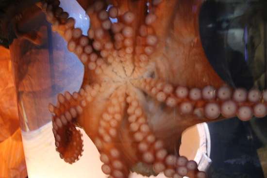 Tauchen Sie ein in die faszinierende Welt der Oktopoden und Kraken im SEA LIFE Oberhausen © SEA LIFE Oberhausen