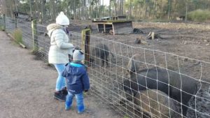 Die Wildschweine haben im Wildpark Granat viel Platz