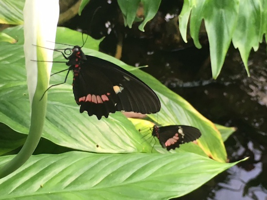 Im größten Schmetterlingshaus NRW können zahlreiche zarte Falter in tropischer Umgebung bestaunt werden