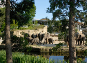 Zoo Köln Elefanten