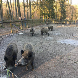 Wildschweine im Streichelzoo und Wildgehege Hohenstein Foto: Ruhrgebietaktuell/Janine Sauer-Crepulja